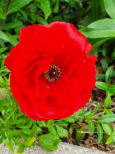 Annelies - 03 Dubbele Papaver